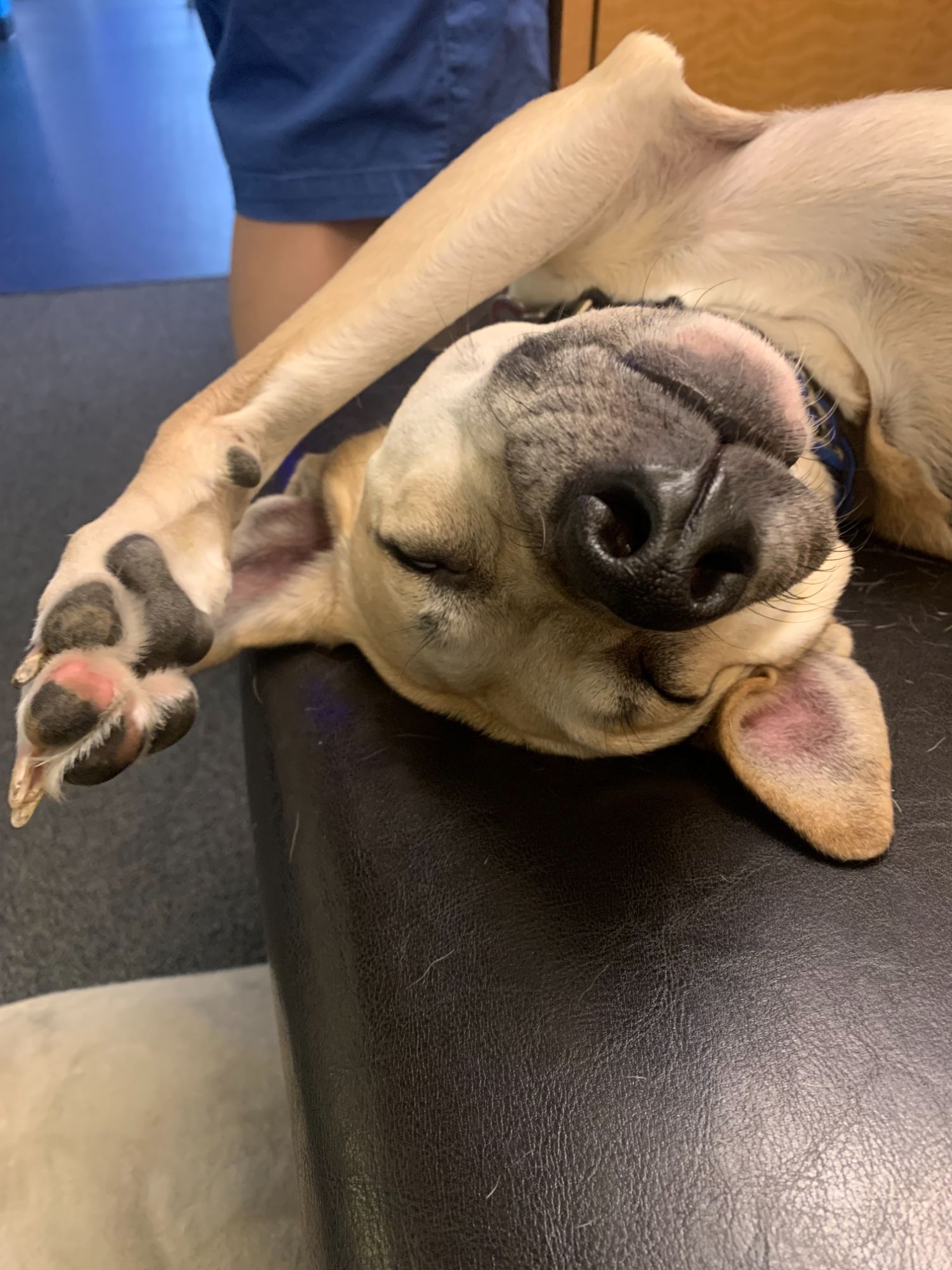 Bucky, asleep in a physically improbable position
