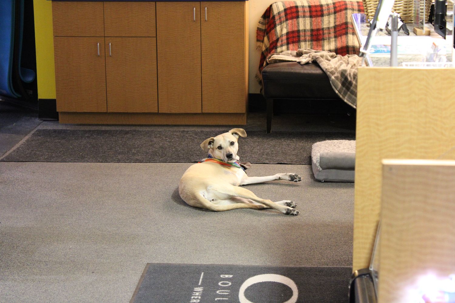Bucky, the three-legged club dog, lying on the floor by the front desk at ONE Boulder Fitness