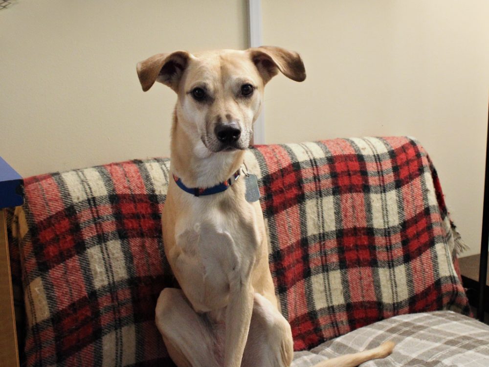 Bucky, the three-legged club dog, sitting on the couch by the front desk